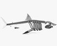 Scheletro di squalo Modello 3D
