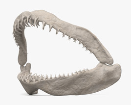 Shark Jaw 3D model