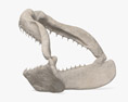 Shark Jaw 3D模型