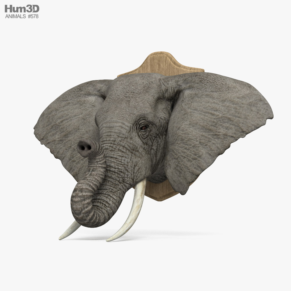 Tête d'éléphant Modèle 3D