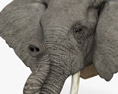 코끼리 머리 3D 모델 
