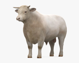 Charolais Cattle Bull 3D model