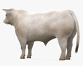 Charolais Cattle Bull 3D 모델 