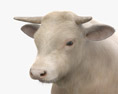 Charolais Cattle Bull 3d model