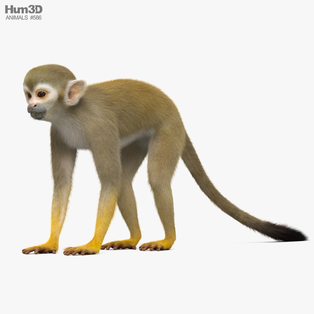 Squirrel Monkey Modello 3D