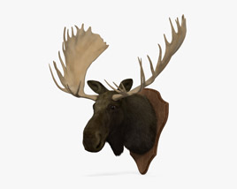 驼鹿头 3D模型
