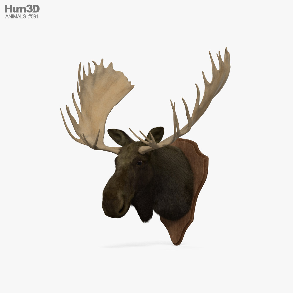 Moose Head 3D model