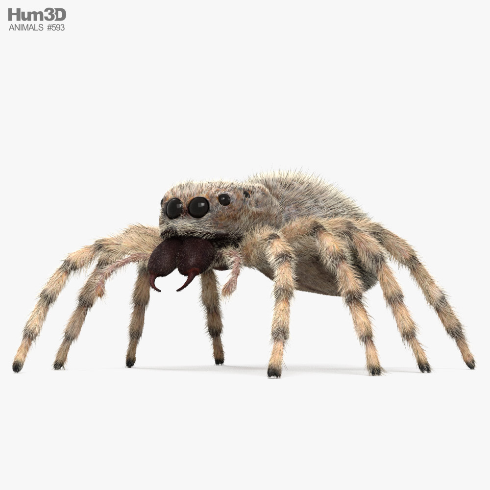 Jumping Spider 3D model