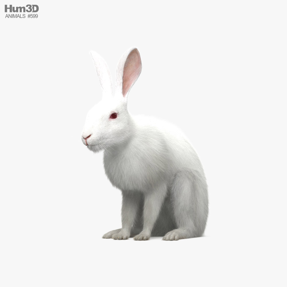 Белый кролик 3D модель