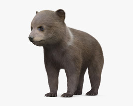 Brown Bear Cub 3D model