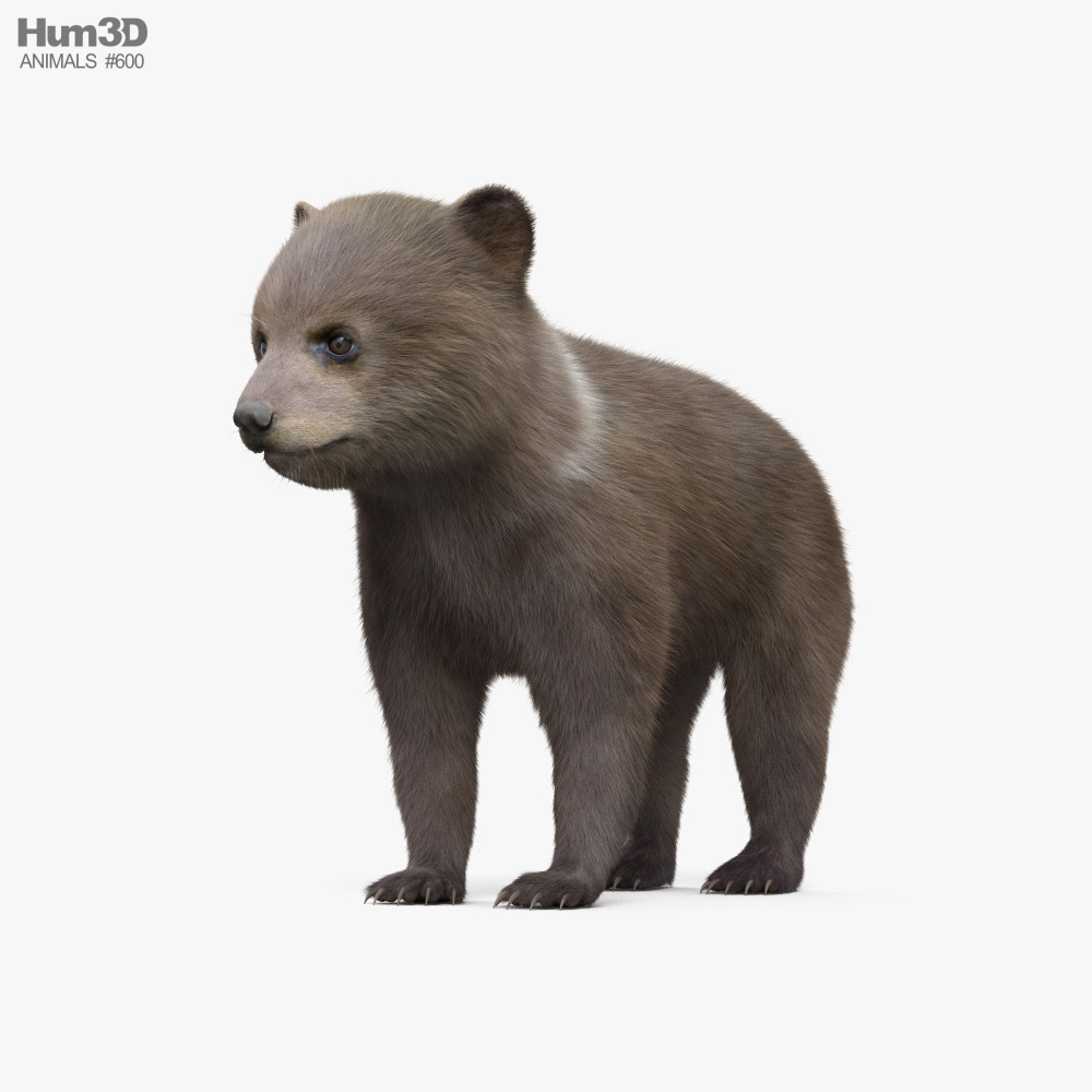 Brown Bear Cub 3D model