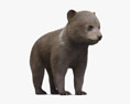 Бурый медвежонок 3D модель
