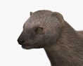 Egyptian Mongoose 3Dモデル