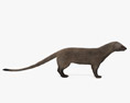Egyptian Mongoose 3d model