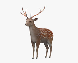 Sika Deer 3D model