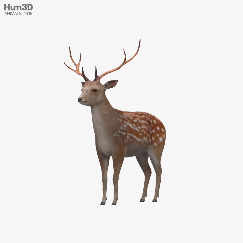 꽃사슴 3D 모델 