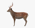 Sika Deer 3d model