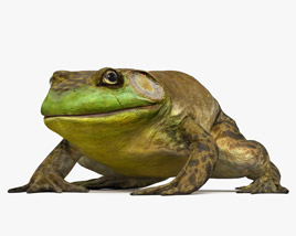 Bullfrog Modèle 3D