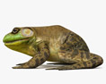 Bullfrog 3D模型