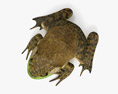 Bullfrog 3Dモデル