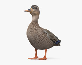 Mallard Duck Female Modèle 3D