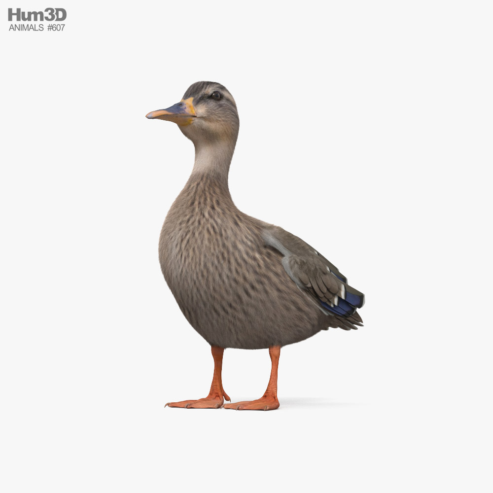 Mallard Duck Female 3D model