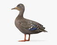 Mallard Duck Female 3Dモデル