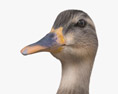 Mallard Duck Female 3d model