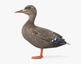Mallard Duck Female Modelo 3D