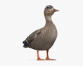 Mallard Duck Female 3D-Modell
