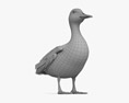Mallard Duck Female 3D模型