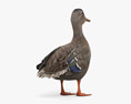 Mallard Duck Female 3D-Modell