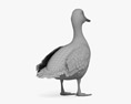 Mallard Duck Female 3Dモデル