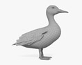 Mallard Duck Female 3D 모델 