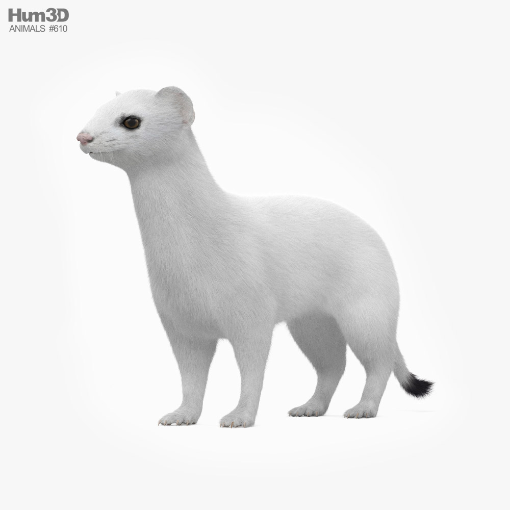 Weißer Hermelin 3D-Modell