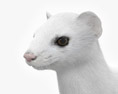 Weißer Hermelin 3D-Modell