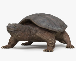 Snapping Turtle 3D-Modell