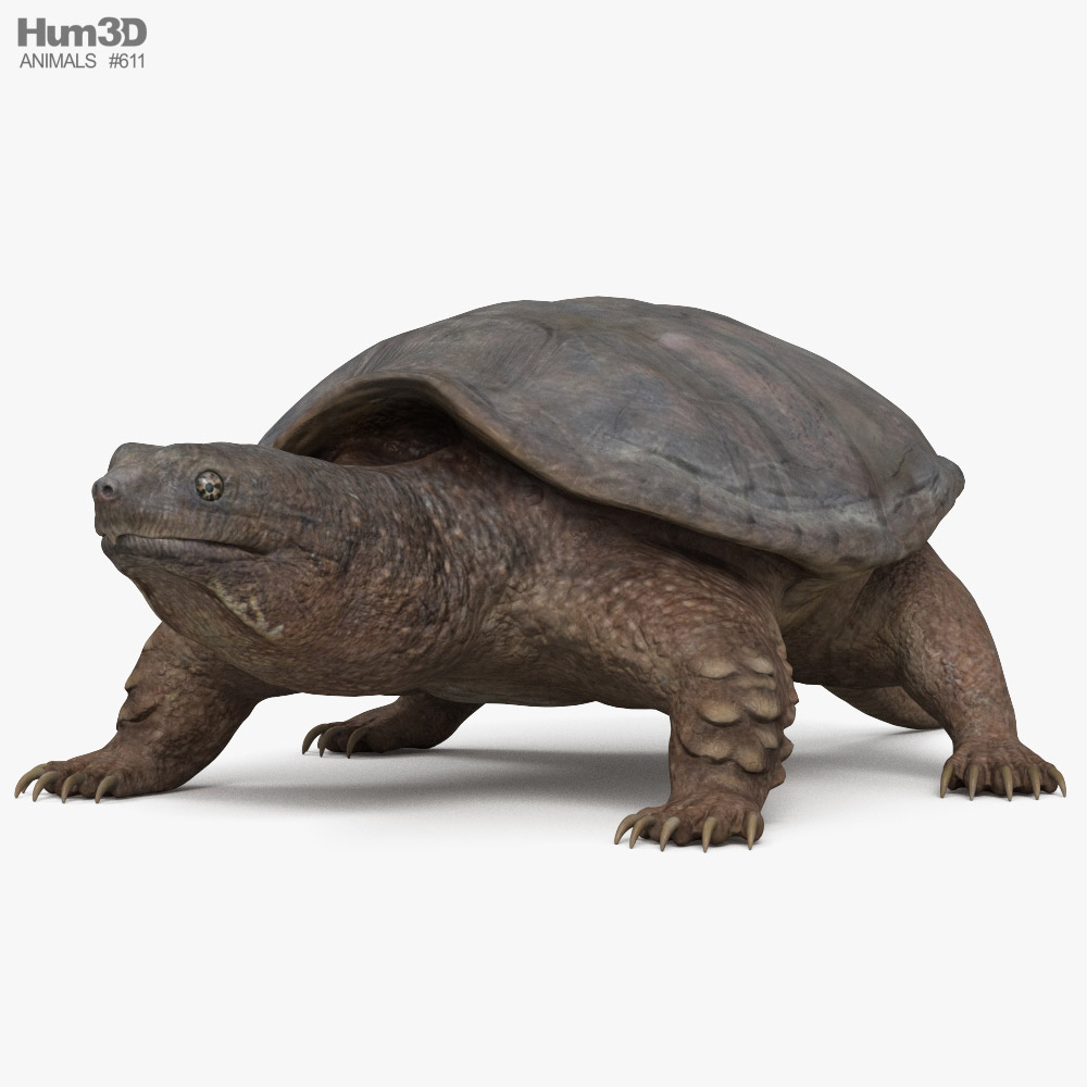 Snapping Turtle 3D model