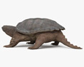 Snapping Turtle 3D 모델 