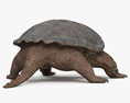 Snapping Turtle 3D模型