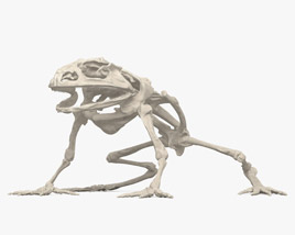 Esqueleto de Sapo Modelo 3d