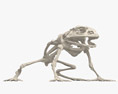 青蛙骨架 3D模型