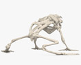 Squelette de Grenouille Modèle 3d