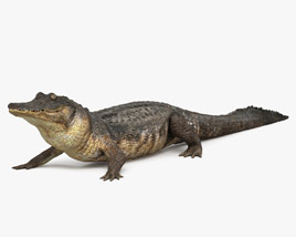 Alligator Mississippiensis Modello 3D