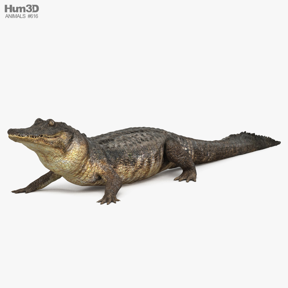 美國短吻鱷 3D模型