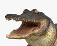 Alligator d'Amérique Modèle 3d