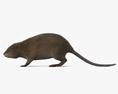 Rato-almiscarado Modelo 3d
