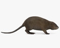 Rat musqué Modèle 3d