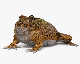 Argentine Horned Frog 3D model