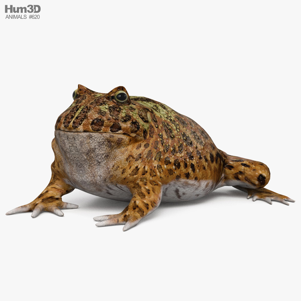 Argentine Horned Frog 3D 모델 